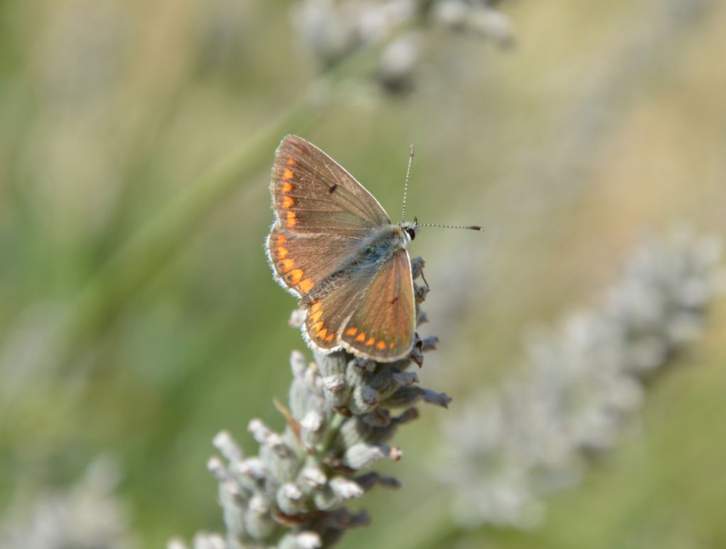 Polyommatus (Lysandra) bellargus